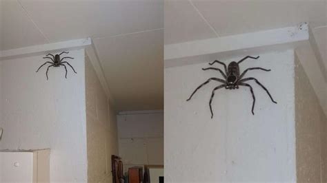 沒有後陽台怎麼辦 看到大蜘蛛